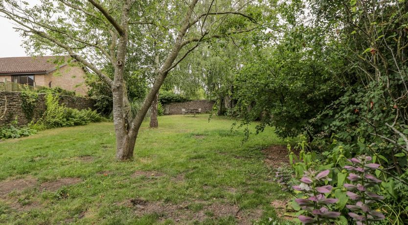 Photo of White Roses