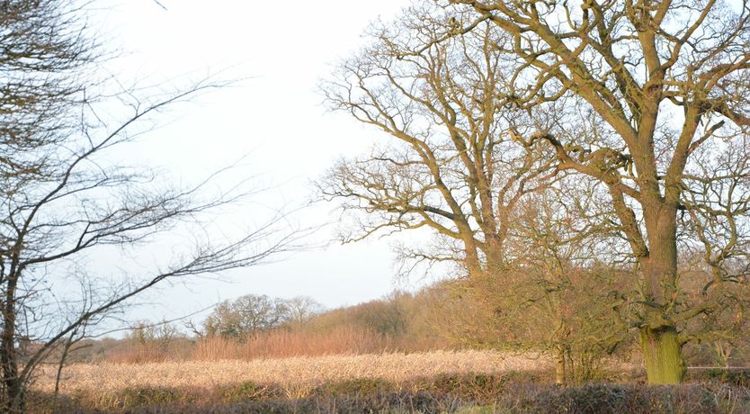 Photo of Red Robin, Whepstead