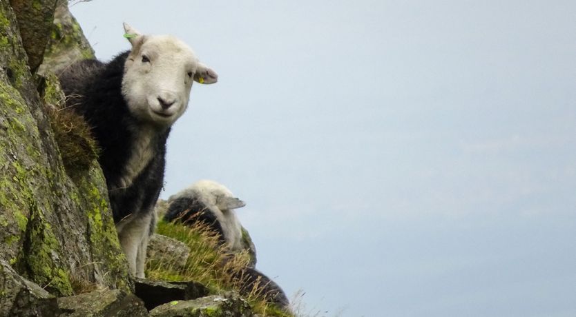 Photo of Fellside View