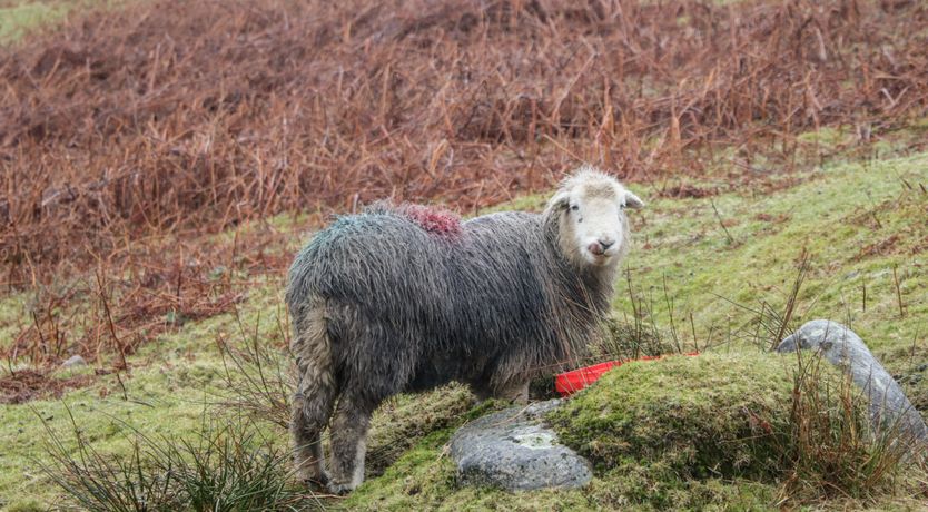 Photo of Newfield Apartment 2