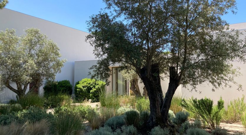 Photo of Finesse in the Forest