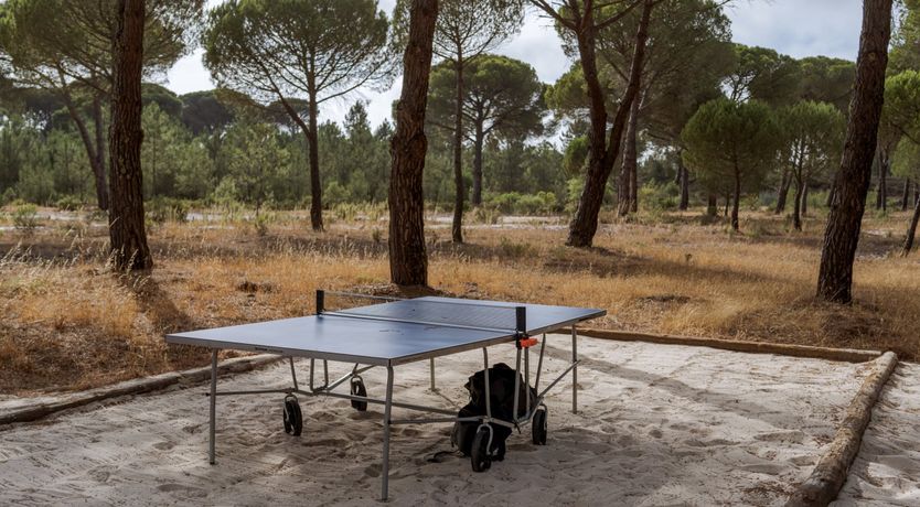 Photo of Finesse in the Forest