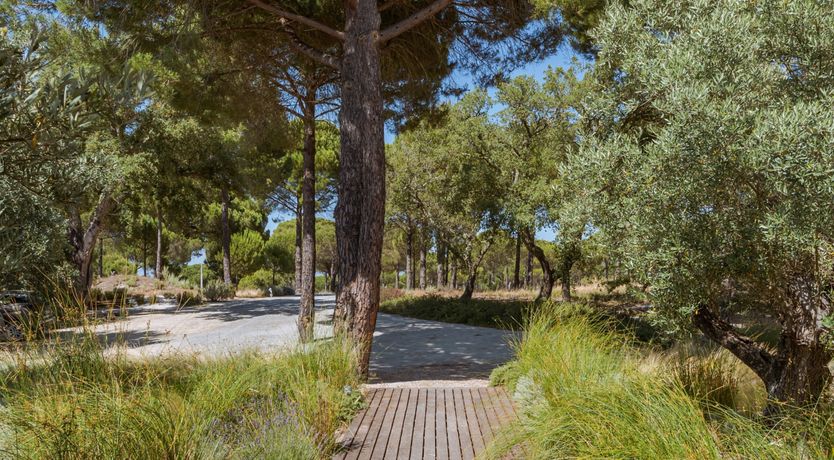 Photo of Finesse in the Forest