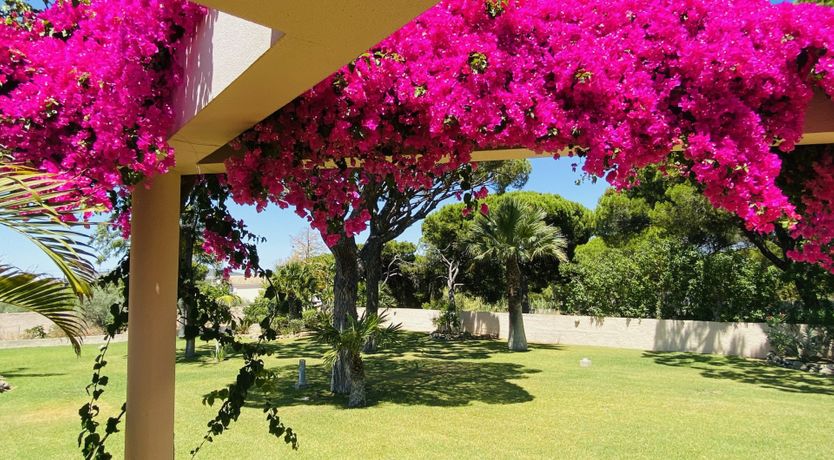 Photo of Seventies Vibes & Bougainvillea