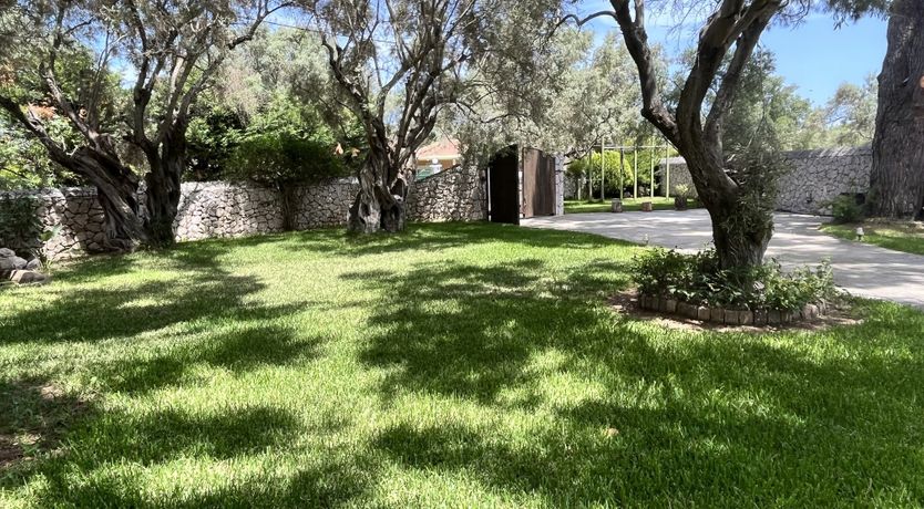 Photo of Pines & Lemons