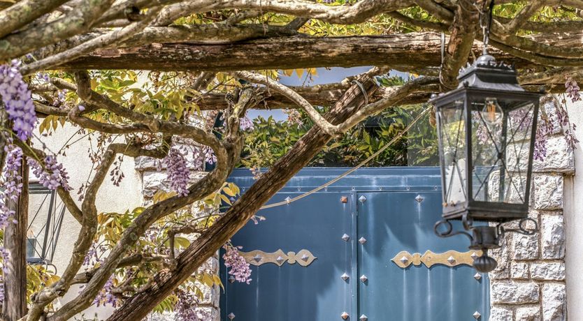 Photo of Whispering Wisteria