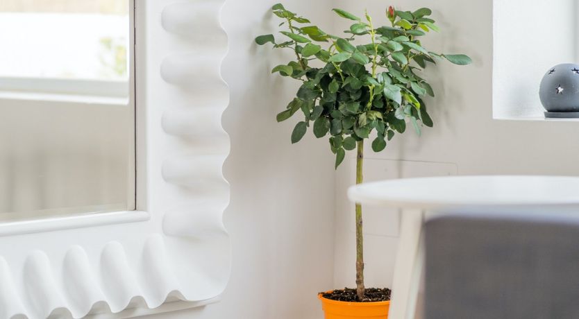 Photo of Sequestered & Sunshine