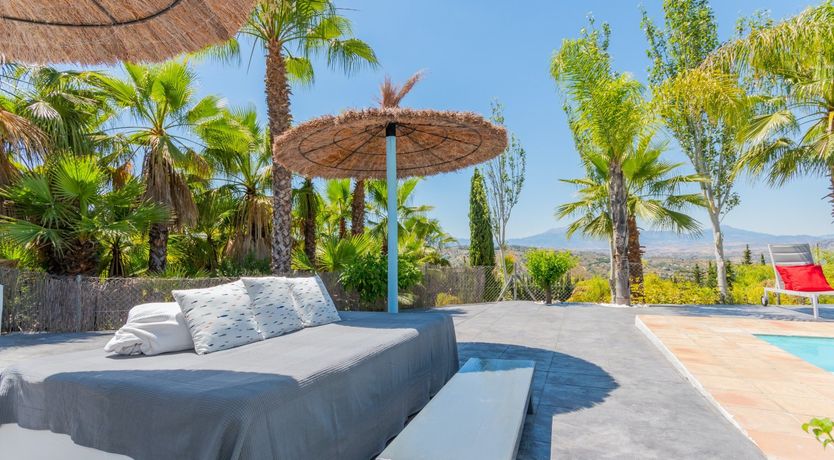 Photo of Palm Tree Shade