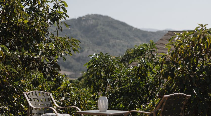 Photo of Avocado Groves