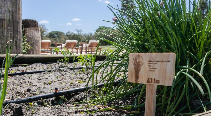 Photo of Peachy Dreams