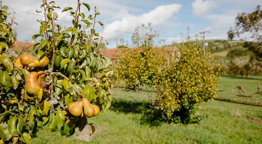 Photo of Eight Maids a Milking