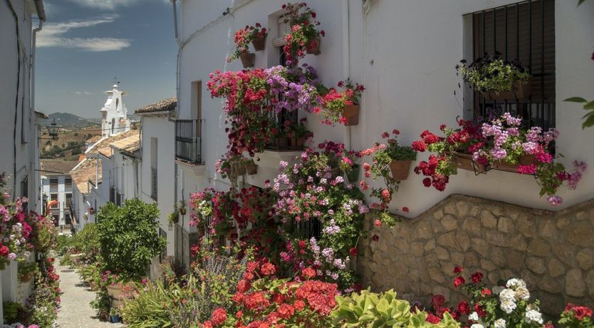 Photo of The Butterfly's Nest
