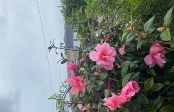 Luxury Dingle Farmhouse Rental Holiday Cottage