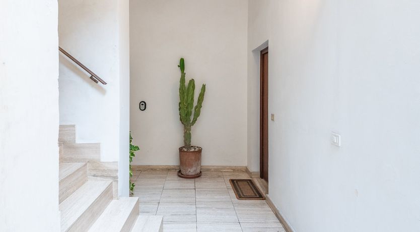 Photo of Oleander Seeds