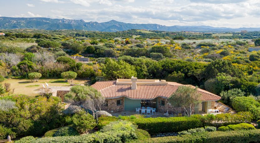 Photo of Lemons in the Sun