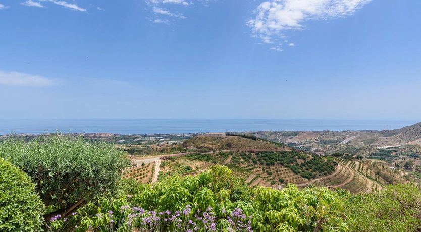 Photo of The Vine of the Mountain