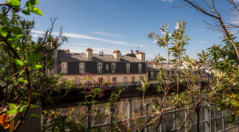 Photo of Monkey & Palme