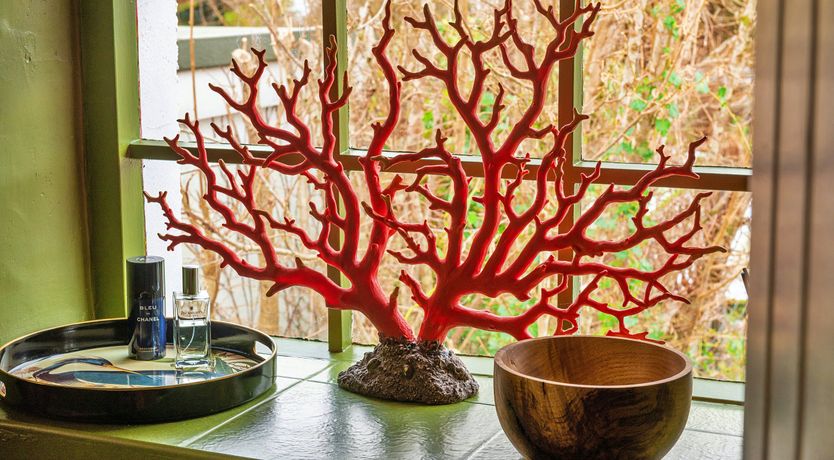 Photo of Welsh Wisteria