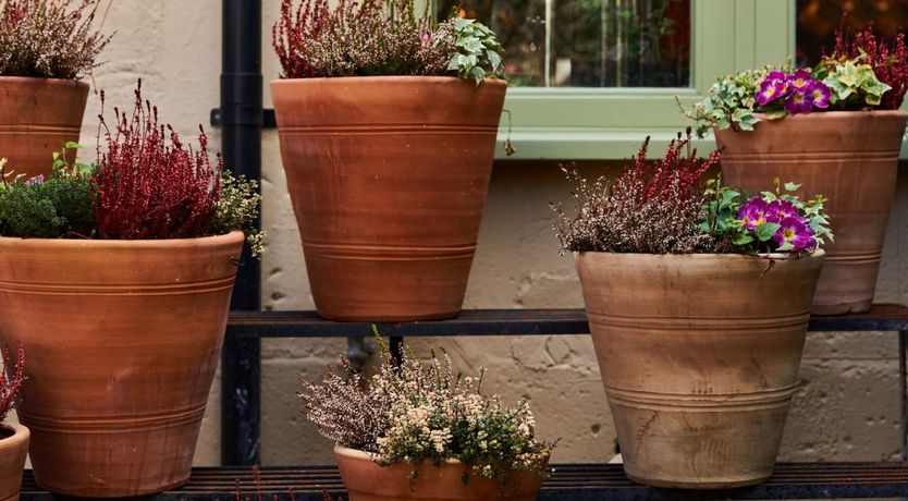 Photo of Have I Got Mews for You