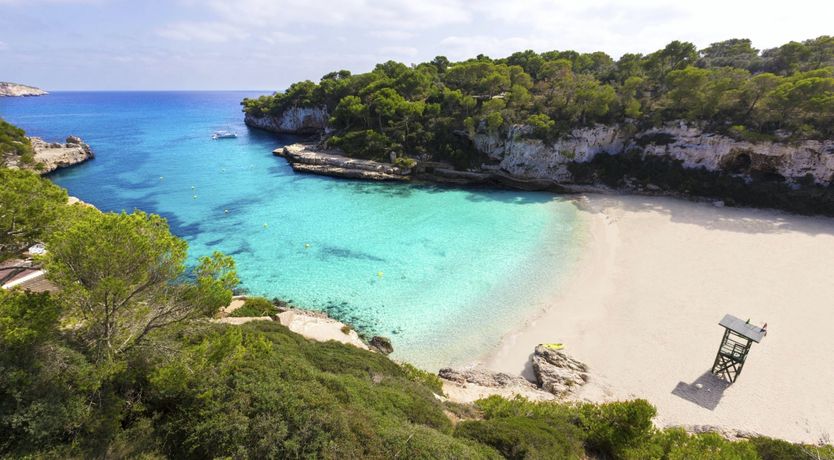 Photo of Sea Daffodil