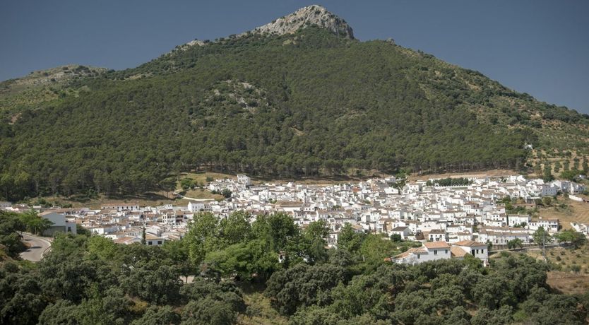 Photo of Palm Trees & Peacocks