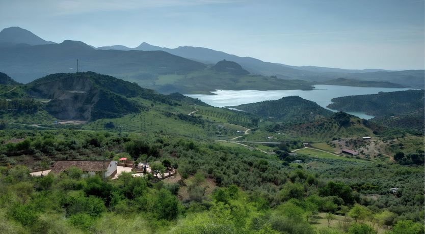 Photo of Palm Trees & Peacocks