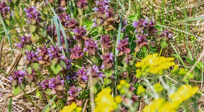 Photo of "Danica" - 175m from the sea