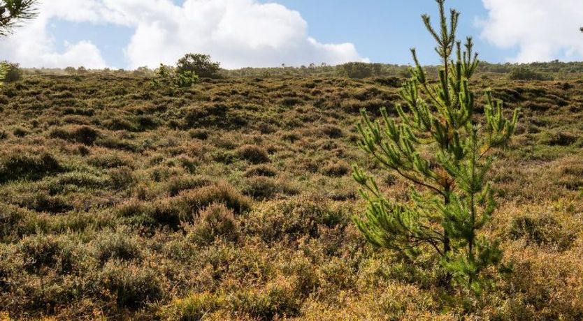 Photo of "Ilona" - 2km from the sea