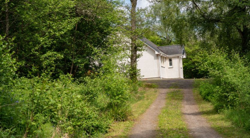 Photo of Silver Birch