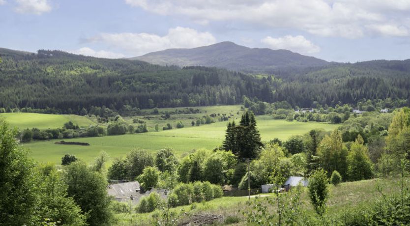 Photo of Silver Birch