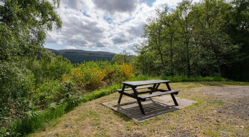 Photo of Silver Birch