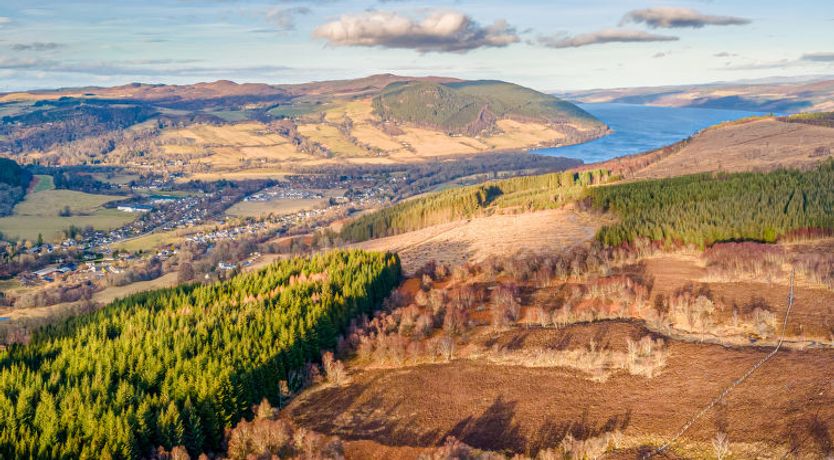 Photo of Silver Birch