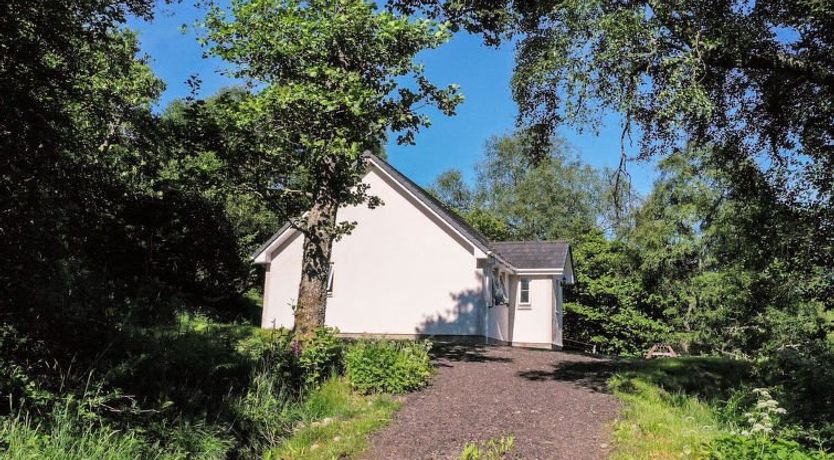 Photo of Silver Birch