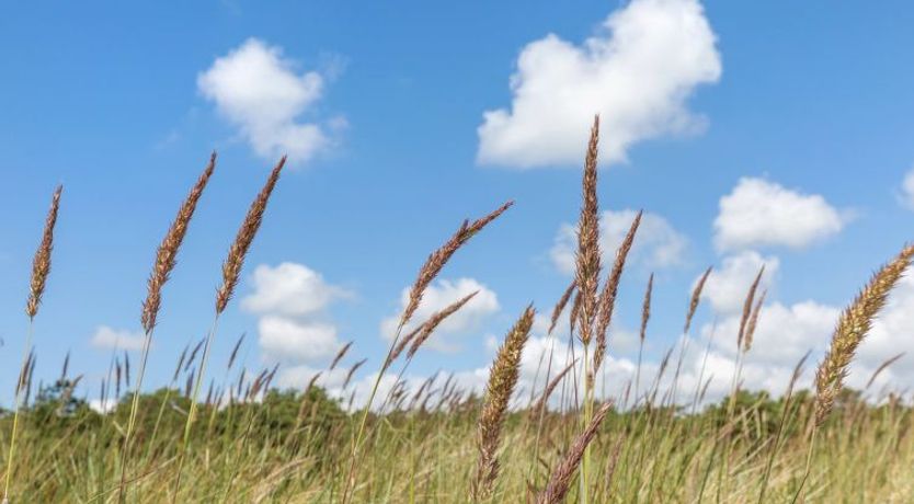 Photo of "Melita" - 300m from the sea