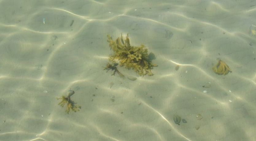 Photo of "Kalv" - 75m from the sea