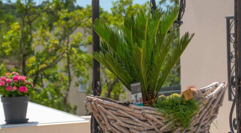 Photo of My Blue Wish