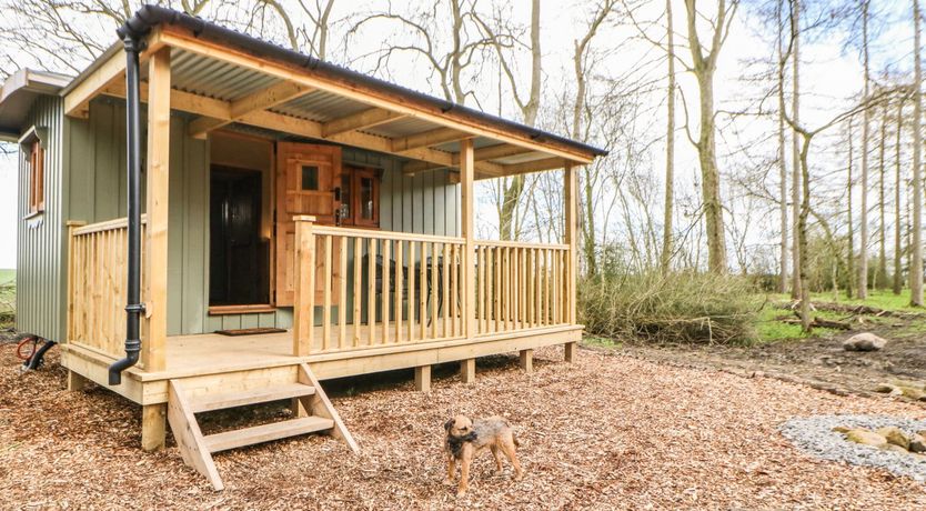 Photo of Bracken Fern