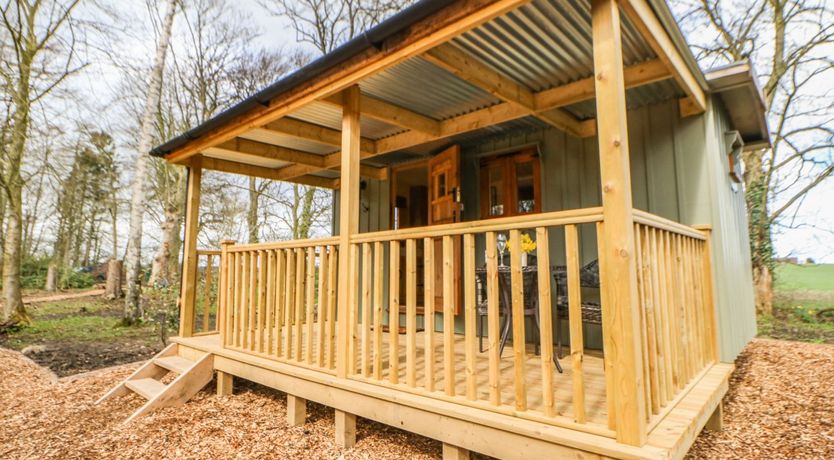 Photo of Bracken Fern