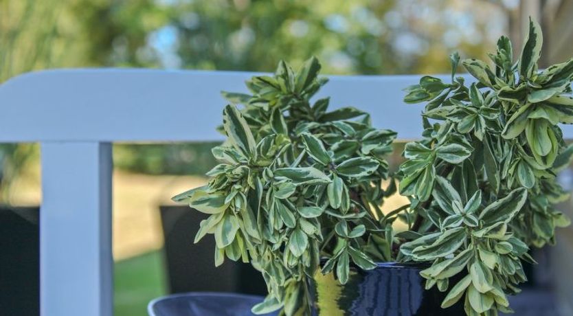 Photo of "Swavi" -  from the sea