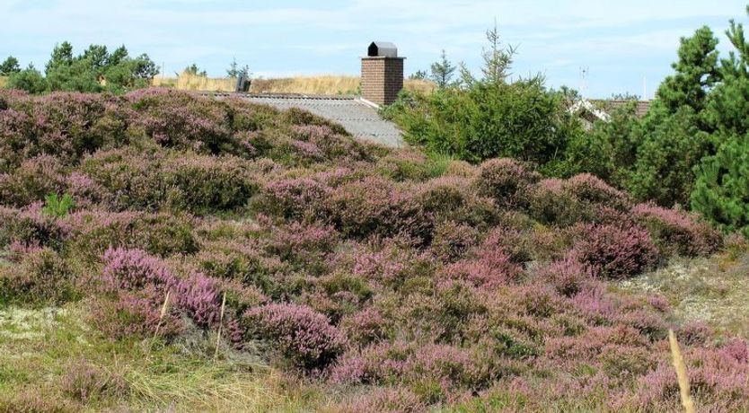 Photo of "Elsa" - 700m from the sea