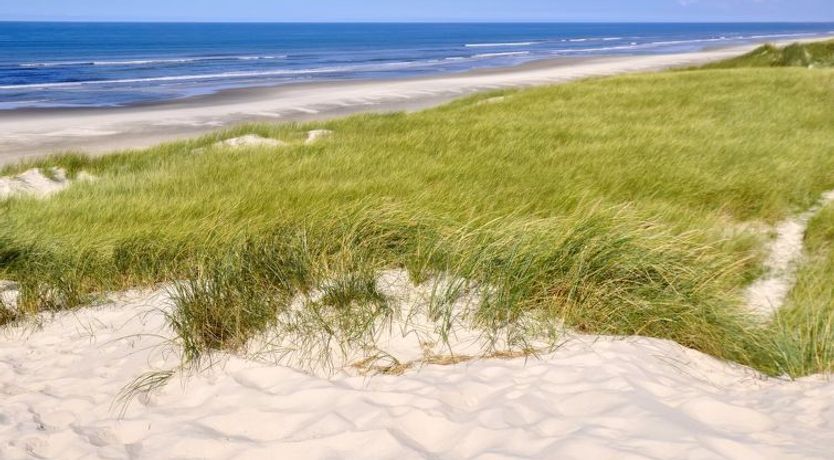 Photo of "Elsa" - 700m from the sea