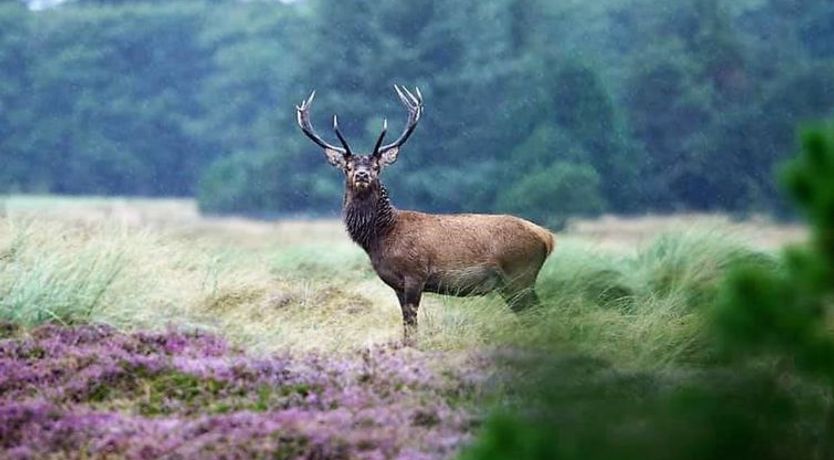 Photo of "Elsa" - 700m from the sea