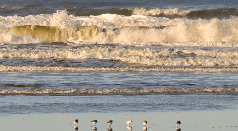 Photo of "Elsa" - 700m from the sea