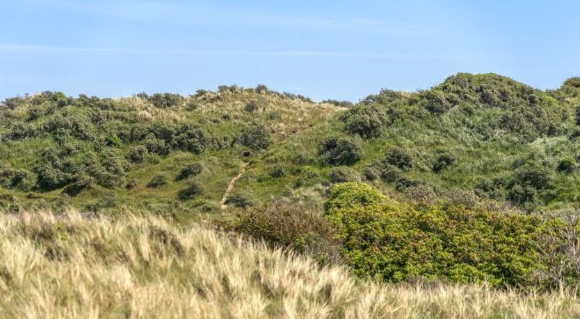 Photo of "Randulf" - 450m from the sea