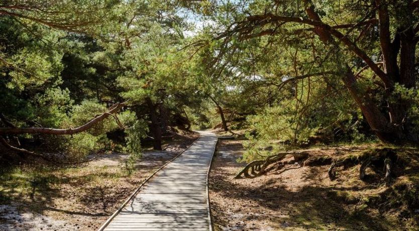 Photo of "Elza" - 800m from the sea