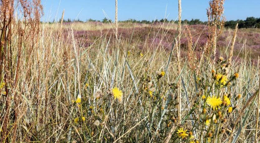 Photo of "Chenoa" - 200m from the sea
