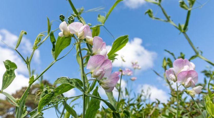 Photo of "Detlef" - 200m from the sea