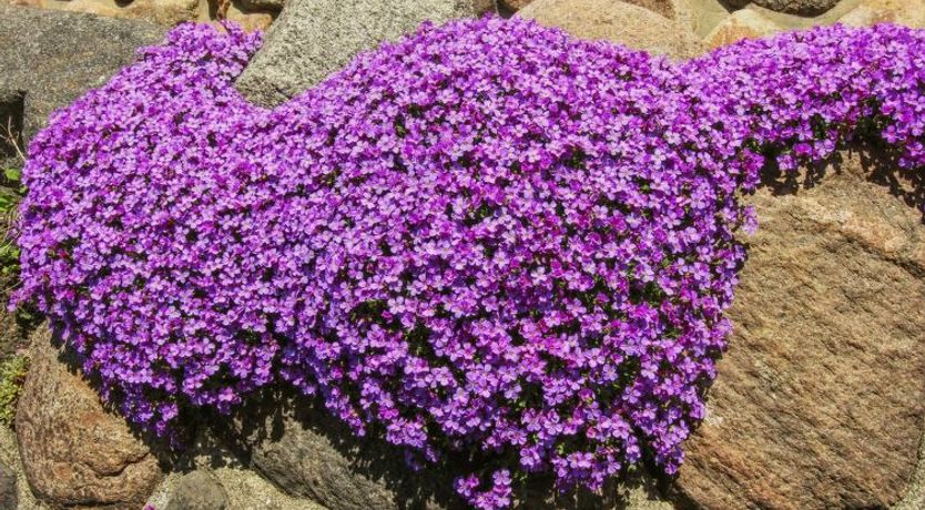 Photo of "Detlef" - 200m from the sea