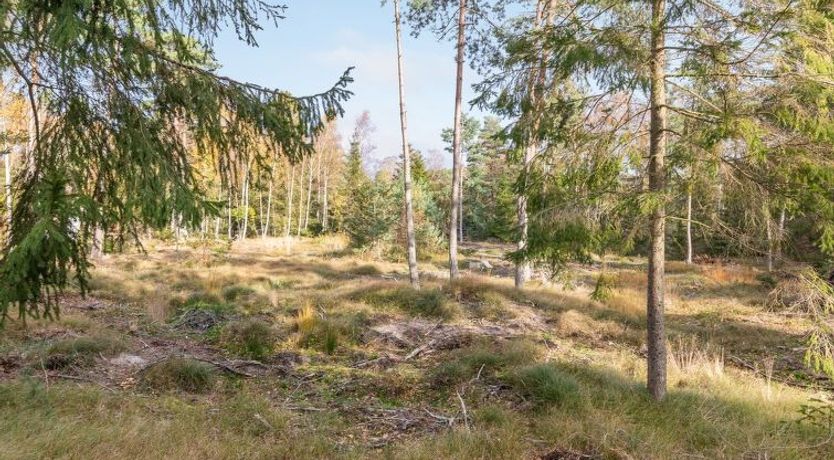 Photo of "Jaarne" - 800m from the sea