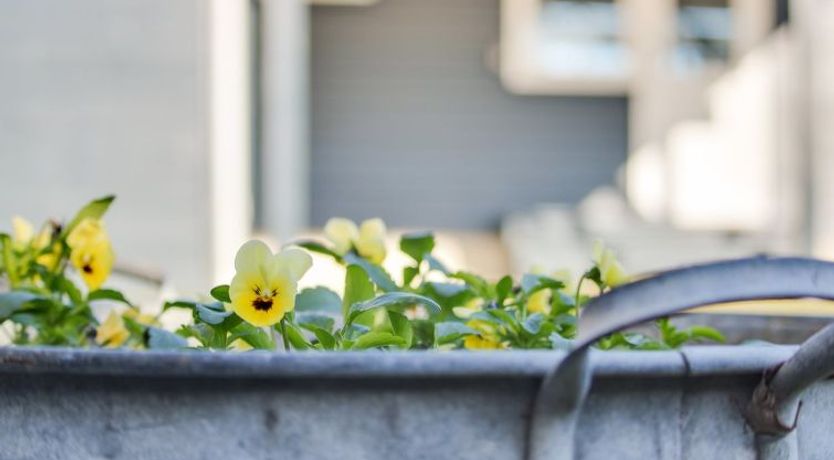 Photo of "Shaya" - 500m from the sea